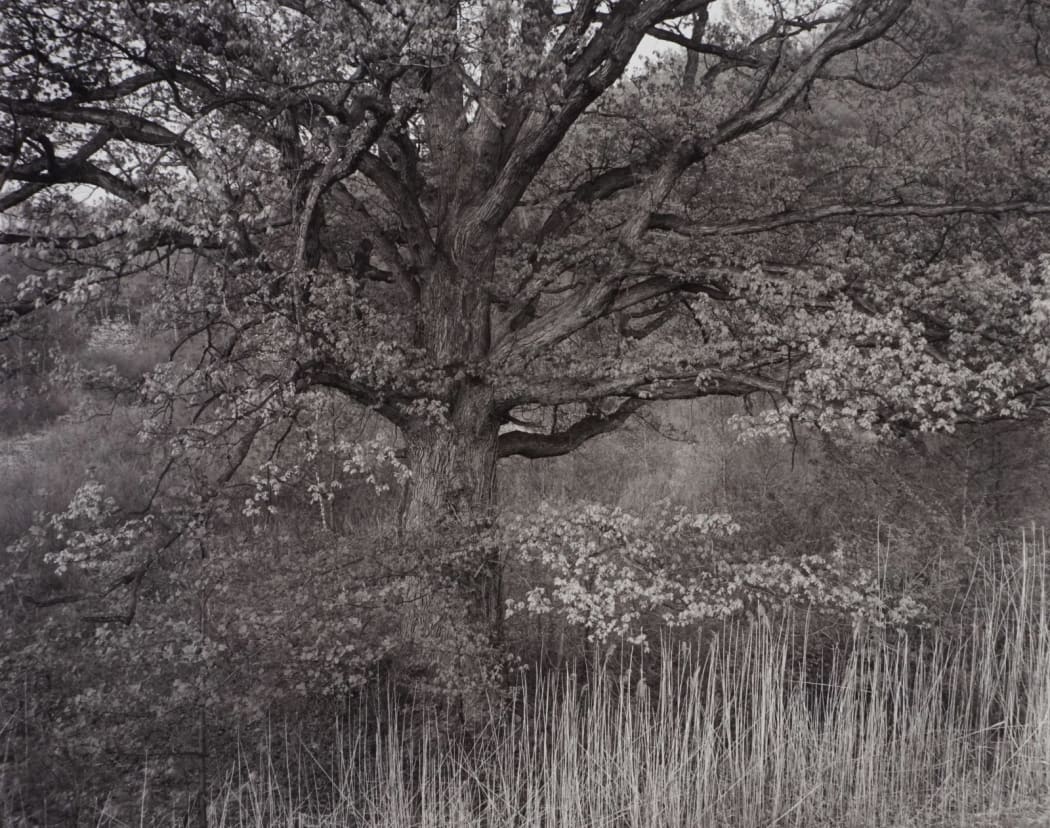 #1790 - George Tice