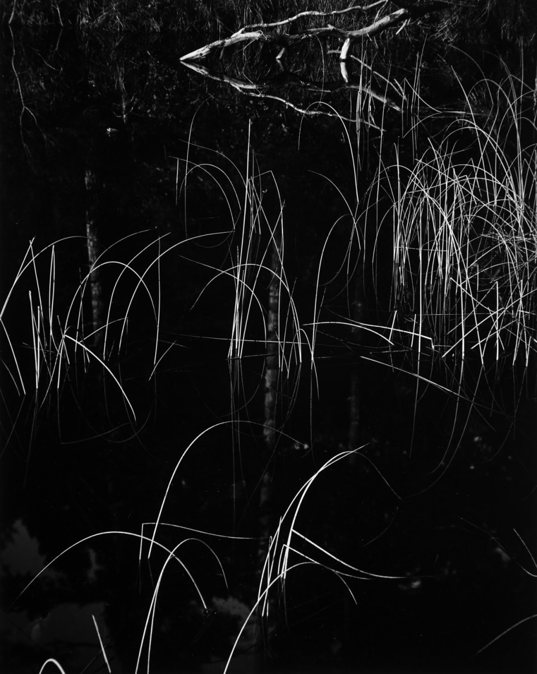 #1647 - Brett Weston