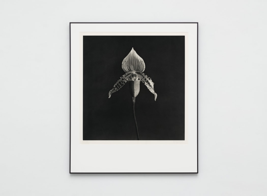 Mapplethorpe's Orchid