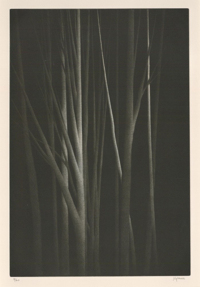 Forest Nocturne III, 2000