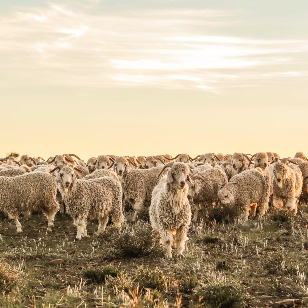 van Hasselt's passion for mohair