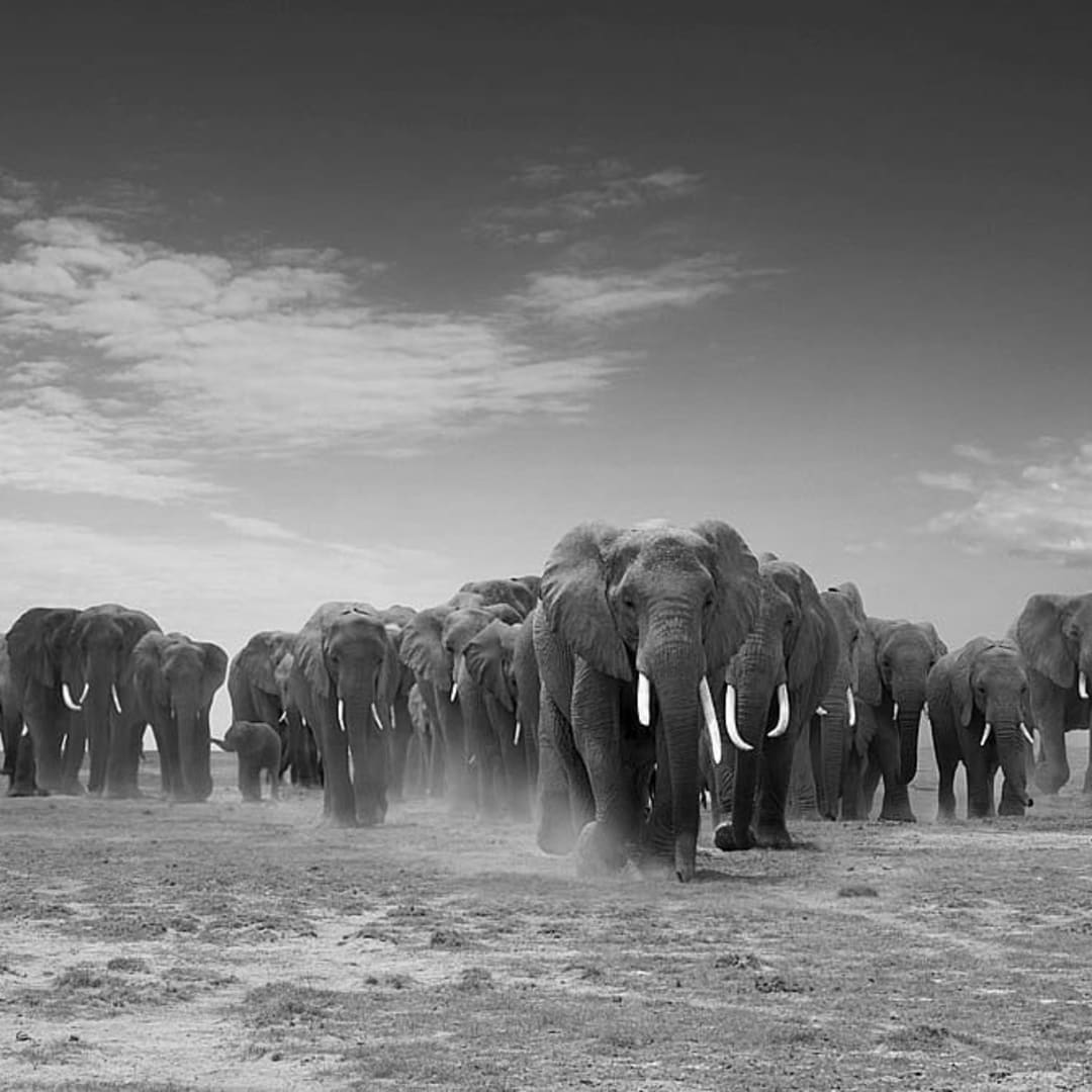 BJORN PERSSON Elephant Nation, 2021 Pigment Print 31.50h x 47.24w in 7 For sale at VFA