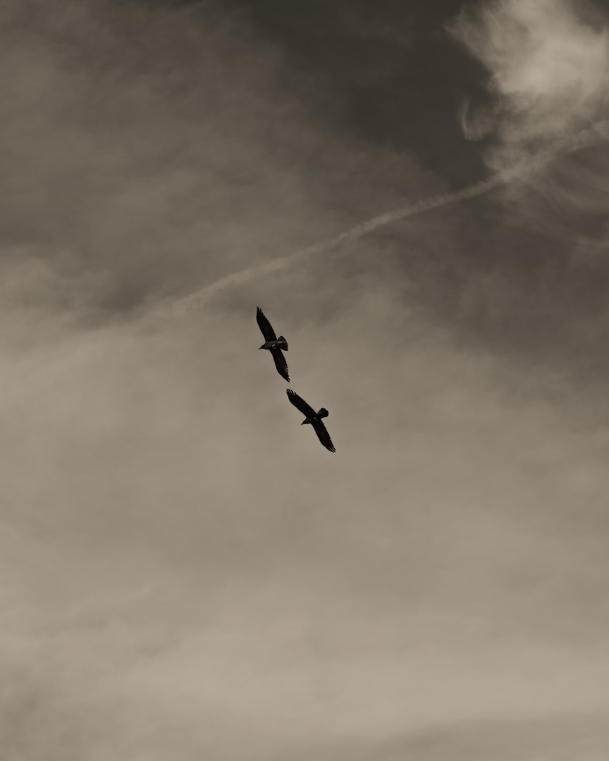 Ruben van Schalm, Parallel Dreams, 2025