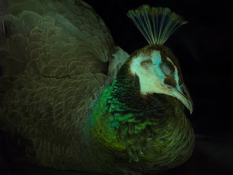 Fiona Pardington Sleeping Peahen, Ripiro, 2014 pigment print on archival cotton rag 140 x 176 cm framed (mural size print) edition of 10