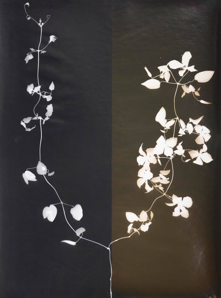Kunié Sugiura, Clematis B (2000), photogram, toned gelatin silver print, 39 5/8 x 29 1/2 in. (100.5 x 74.9 cm), collection of the Herbert. F Johnson Museum of Art