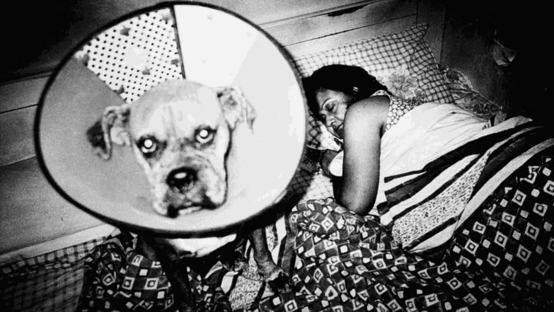 The New York Review : Wonderful and Vicious Things