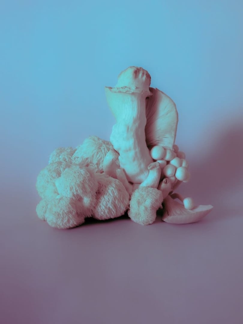 Mia Dudek, Fruiting Body XV, 2023