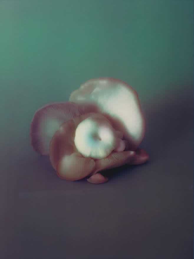 Mia Dudek Fruiting Body XVIII, 2023