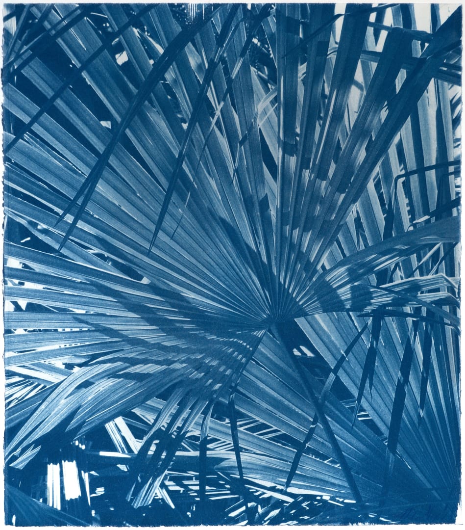 Tropic shimmer, Cyanotype photography