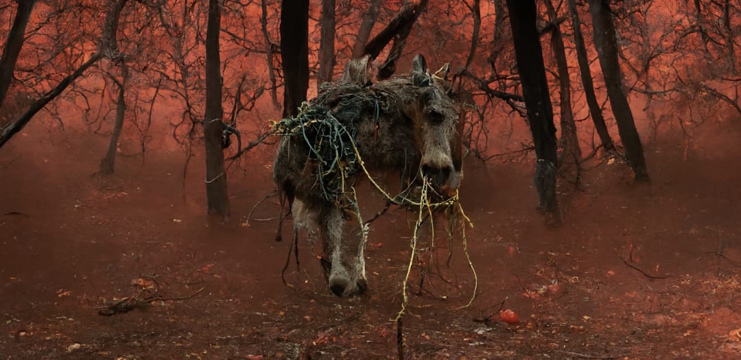 Counterfeit Poast, Jon Rafman: Spazio Maiocchi, Milan