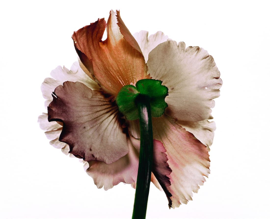 Irving Penn Foundation, Tuberous Begonia, New York, 1973
