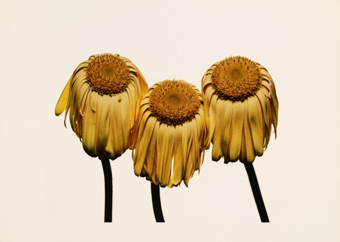Gerbera Daisy/Gerbera Jamesonii “Husky”, New York, 2006 Pigment print mounted to board 43.2 x 61 cm (17 x 24 in)