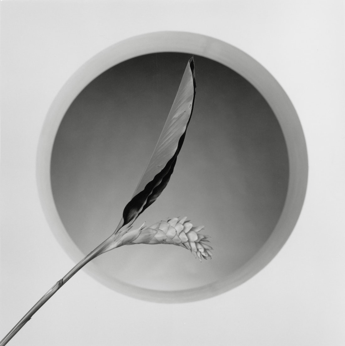 Robert Mapplethorpe ☆ Lydia Cheng ☆ ポスター | eclipseseal.com