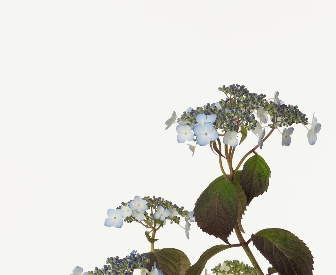 Takashi Tomo-oka, Mountain Hydrangea 1, Yamaajisai, 2012