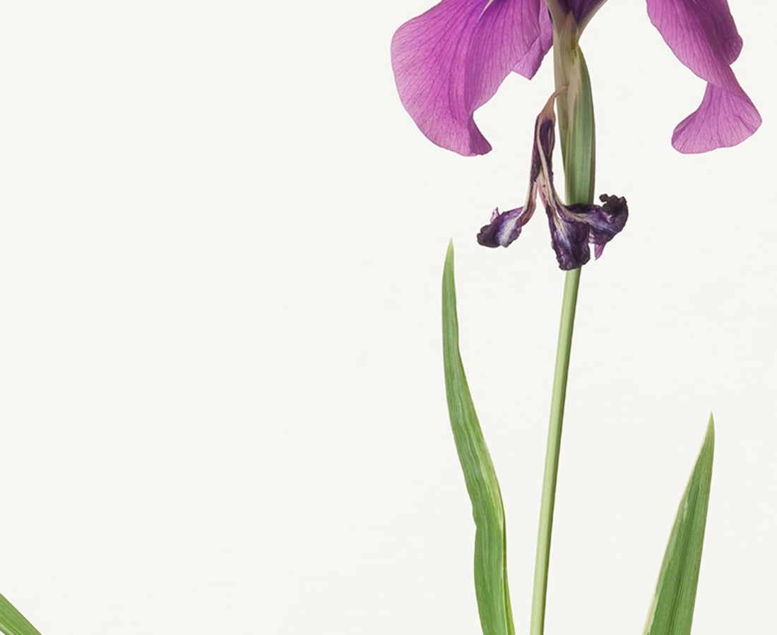 Takashi Tomo-oka, Iris 1, Kakitsubata, 2013