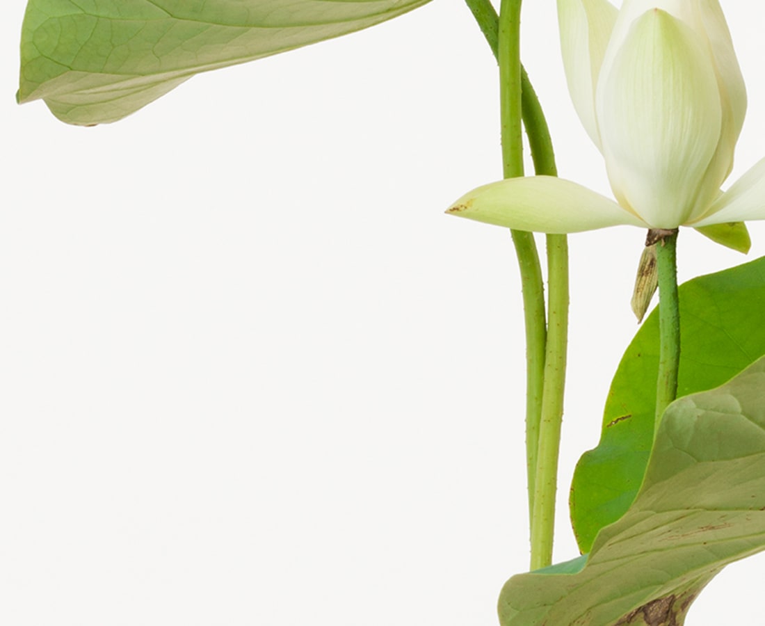 Takashi Tomo-oka, Tathata Lotus 3, Shinnyoren, 2014