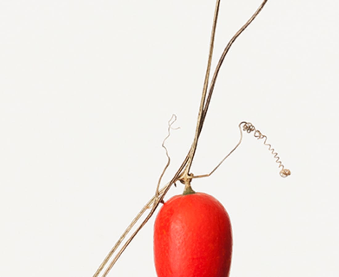 Takashi Tomo-oka, Snake Gourd 1, Karasuuri, 2014
