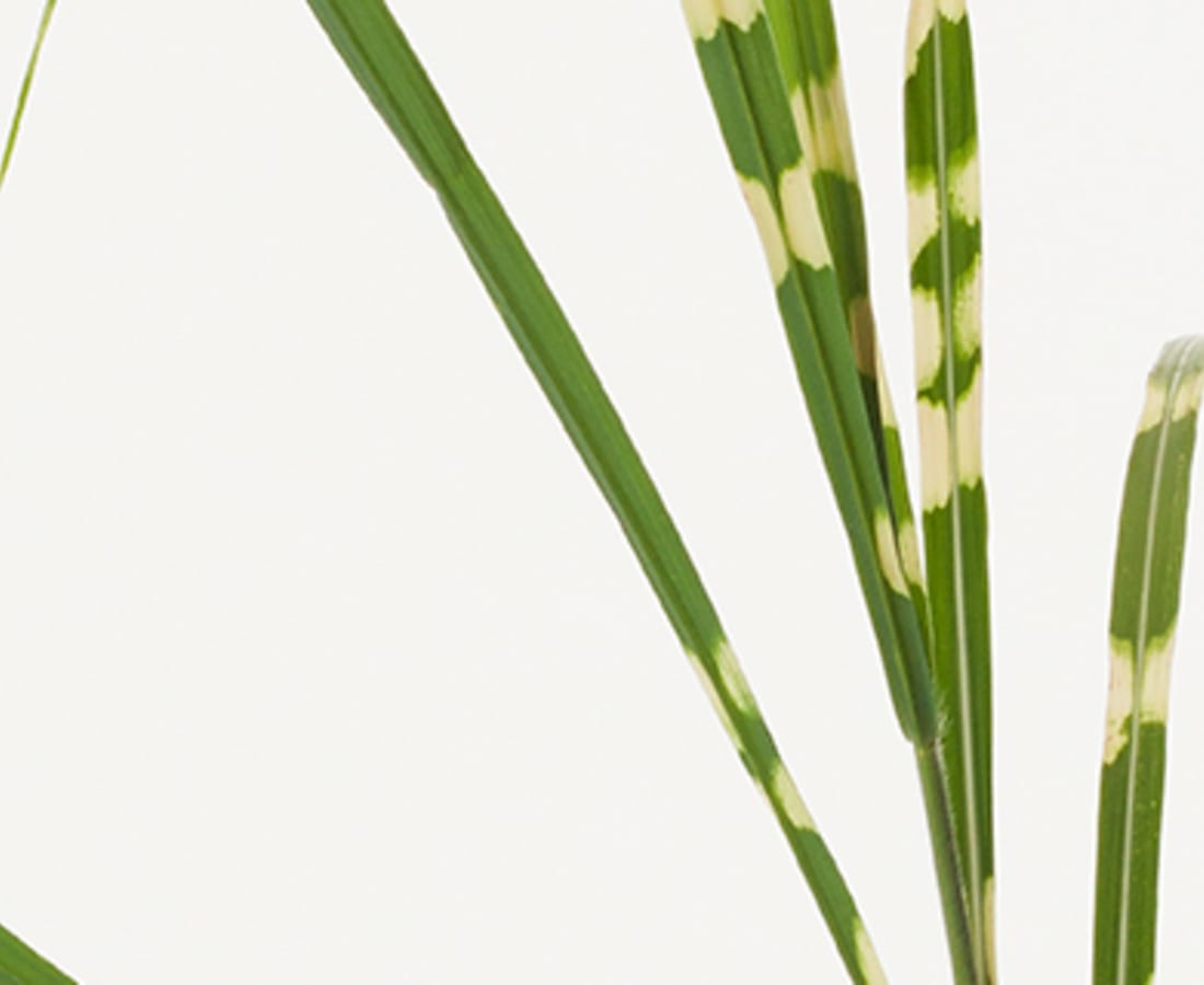 Takashi Tomo-oka, Pampas Grass 3, Susuki, 2014