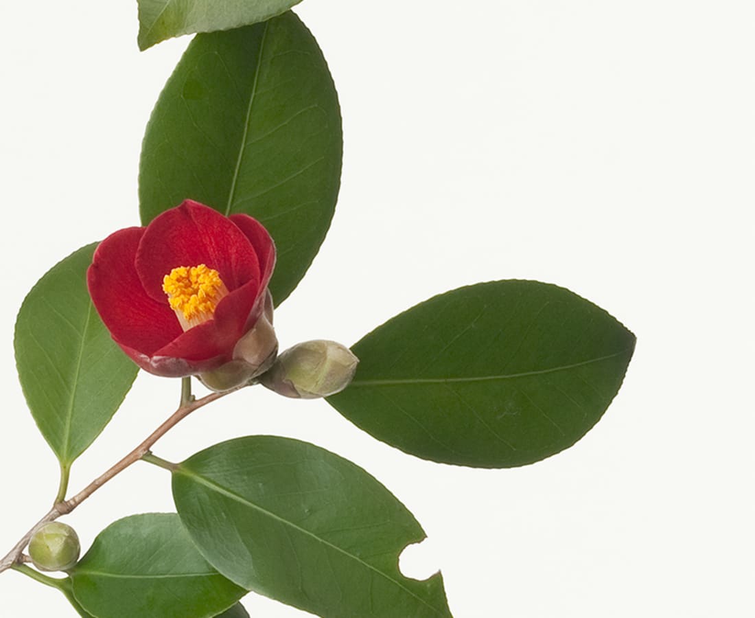 Takashi Tomo-oka, Camellia 1, Tsubaki, 2013