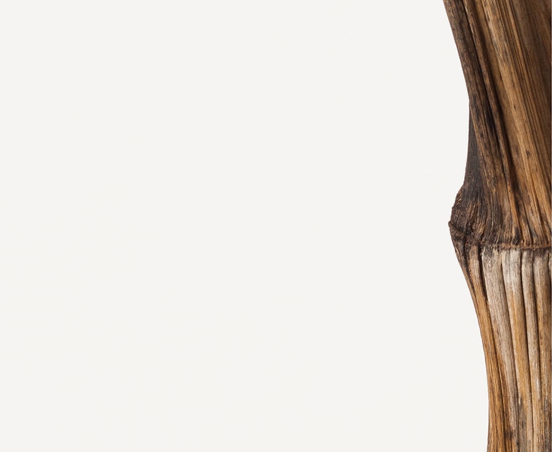 Takashi Tomo-oka, Bamboo 1, Take, 2015