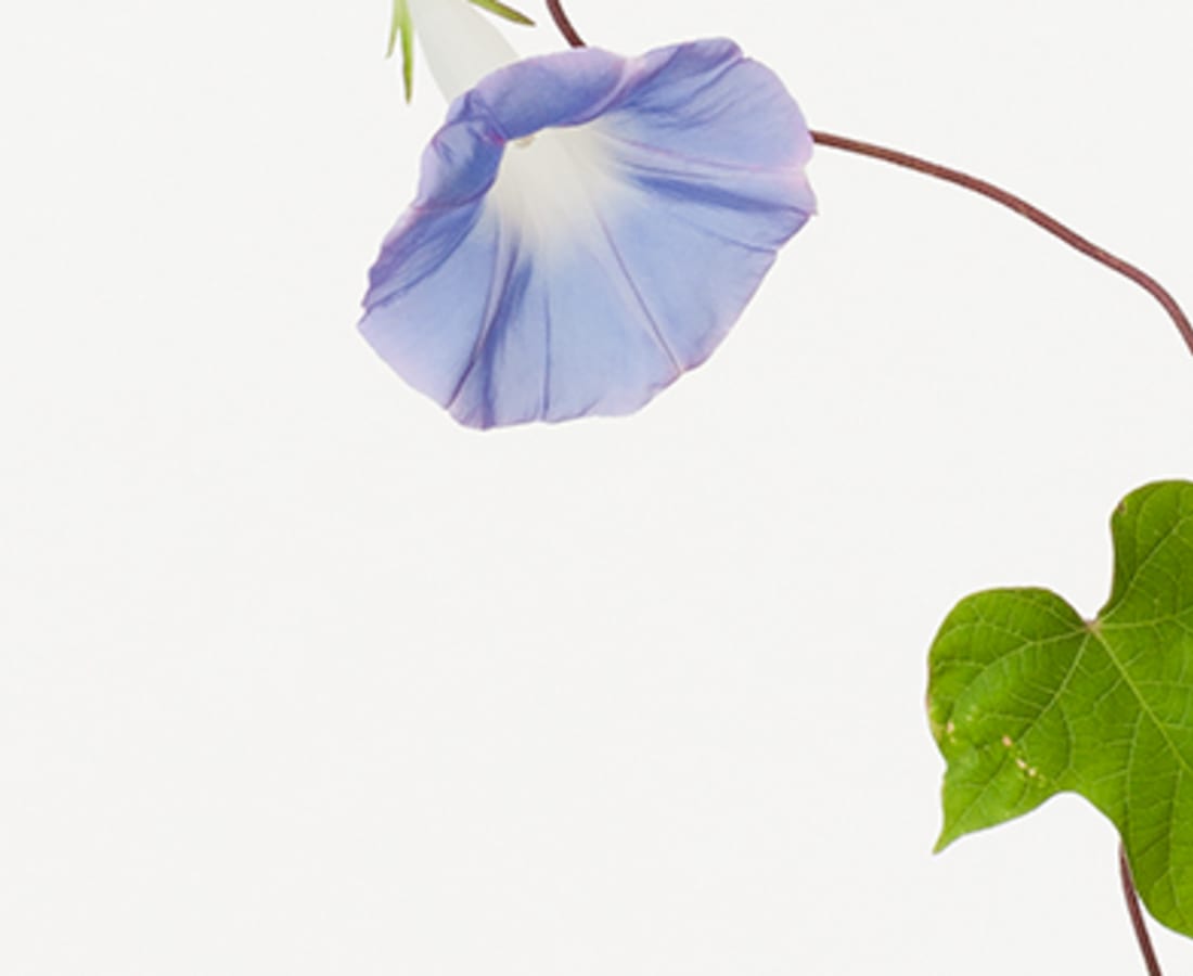 Takashi Tomo-oka, Morning Glory 3, Asagao, 2014