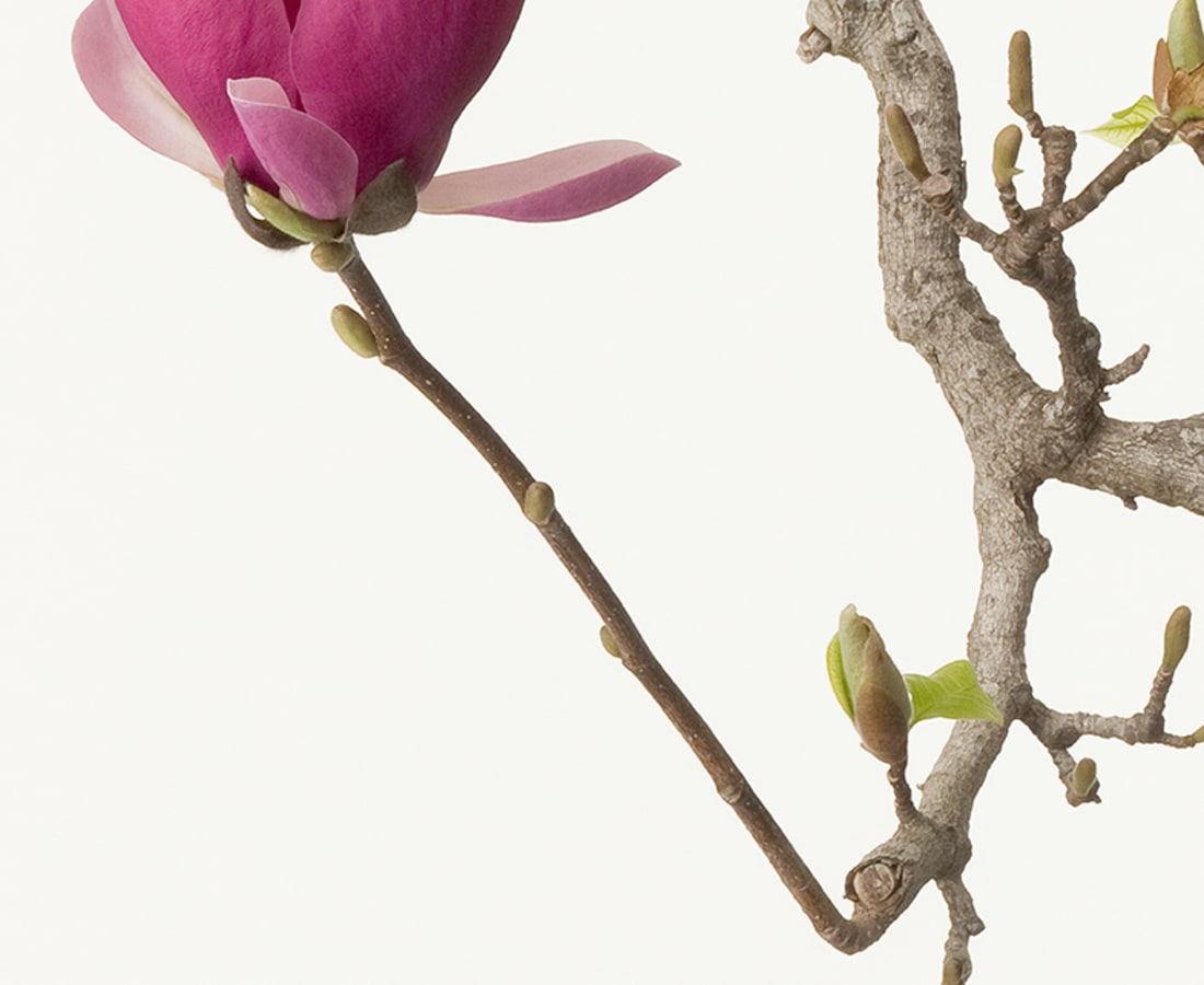 Takashi Tomo-oka, Magnolia Liliiflora 1, Mokuren, 2012