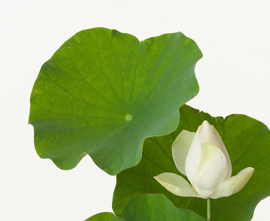 Takashi Tomo-oka, Tathata Lotus 1, Shinnyoren, 2013