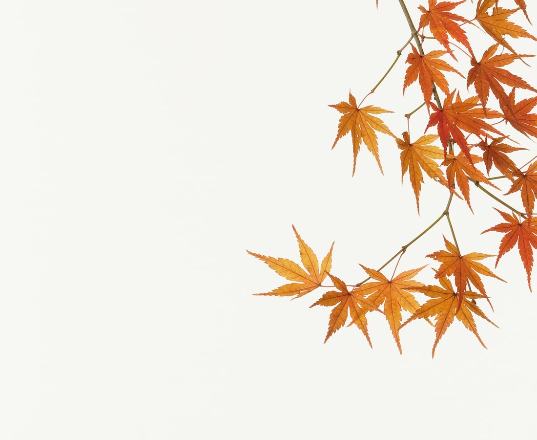Takashi Tomo-oka, Maple , 2010