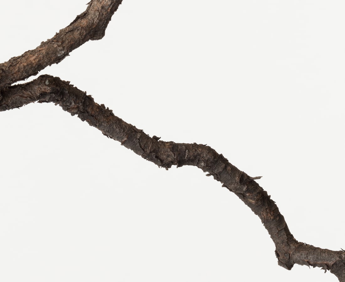 Takashi Tomo-oka, Pine 3, Matsu, 2014