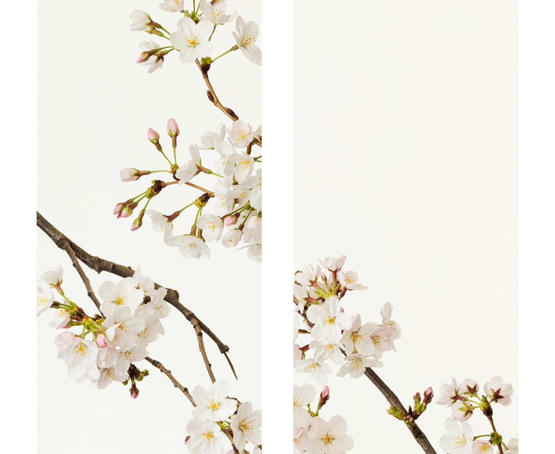 Takashi Tomo-oka, Cherry Blossom 5, Sakura, 2016