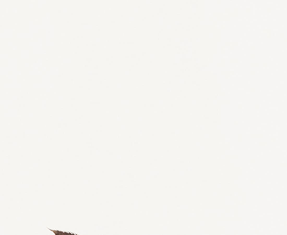 Takashi Tomo-oka, Atractylodes 1, Okera, 2014
