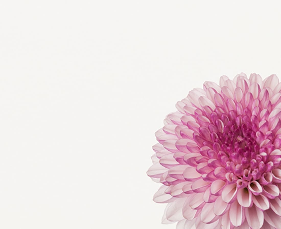 Takashi Tomo-oka, Chrysanthemum 3, Kiku, 2014