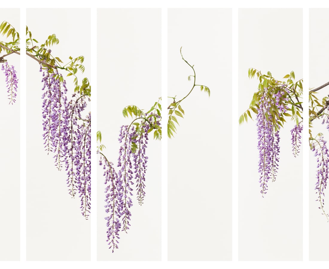 Takashi Tomo-oka, Calameae 5, Fuji, 2014