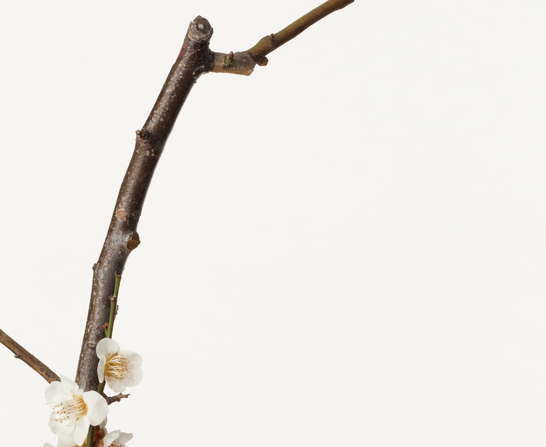 Takashi Tomo-oka, White Plum Blossom 2, Shiraume, 2013