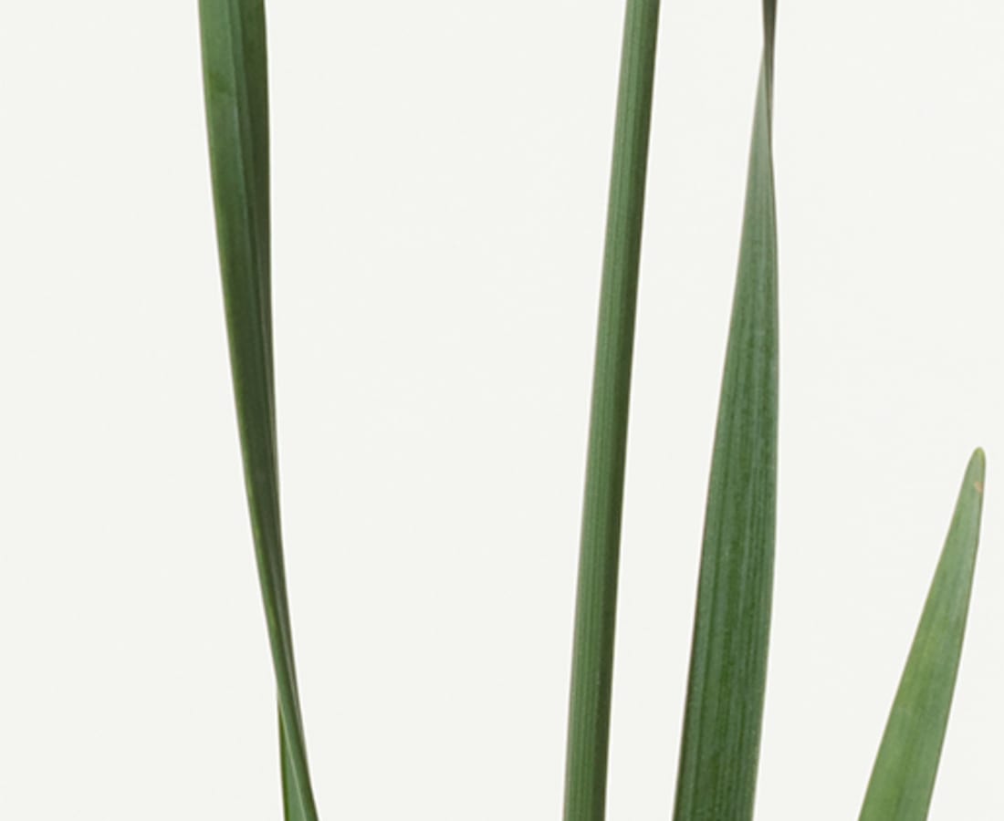 Takashi Tomo-oka, Japanese Daffodil 2, Nihonsuisen, 2019