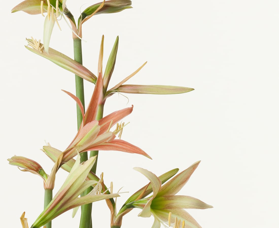 Takashi Tomo-oka, Amaryllis 1, Amaryllis, 2013