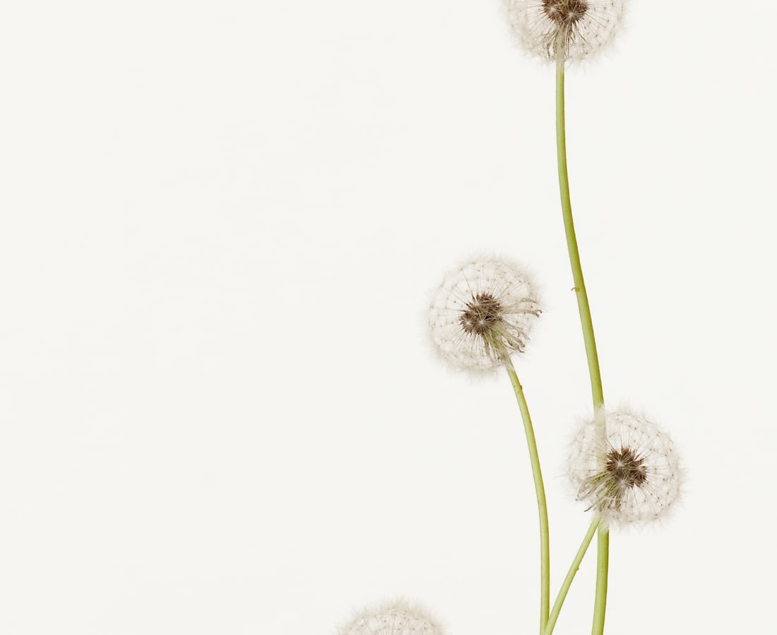 Takashi Tomo-oka, Dandelion 2, Tanpopo, 2012