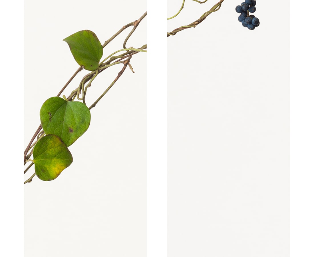 Takashi Tomo-oka, Cocculus Orbiculatu 1, Ao-tsuzura-fuji, 2014