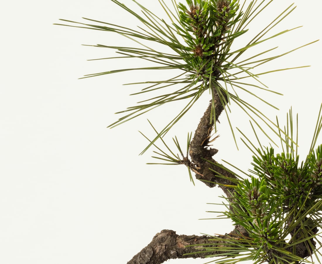 Takashi Tomo-oka, Pine 6, Matsu, 2016