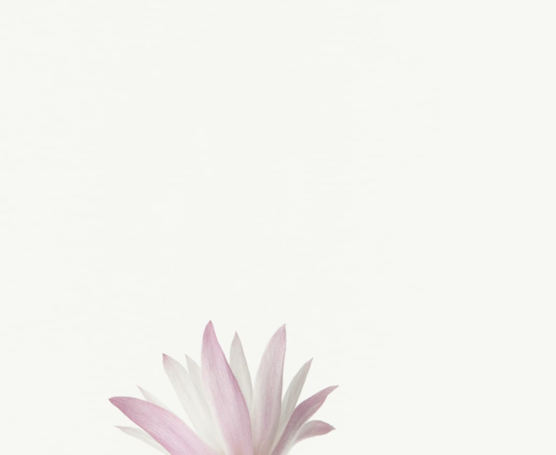 Takashi Tomo-oka, Peony1, Botanichige, 2013