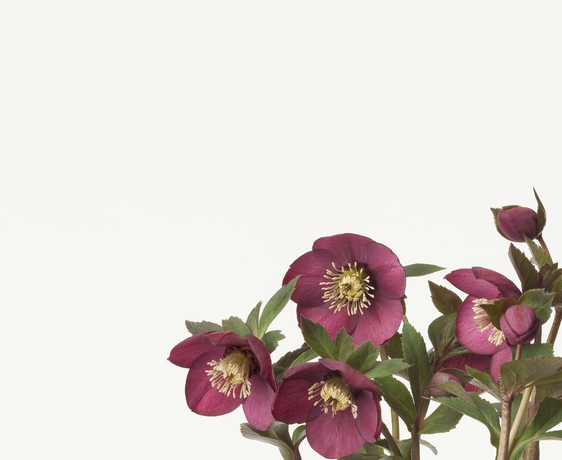 Takashi Tomo-oka, Christmas Rose 2, Christmas Rose, 2013
