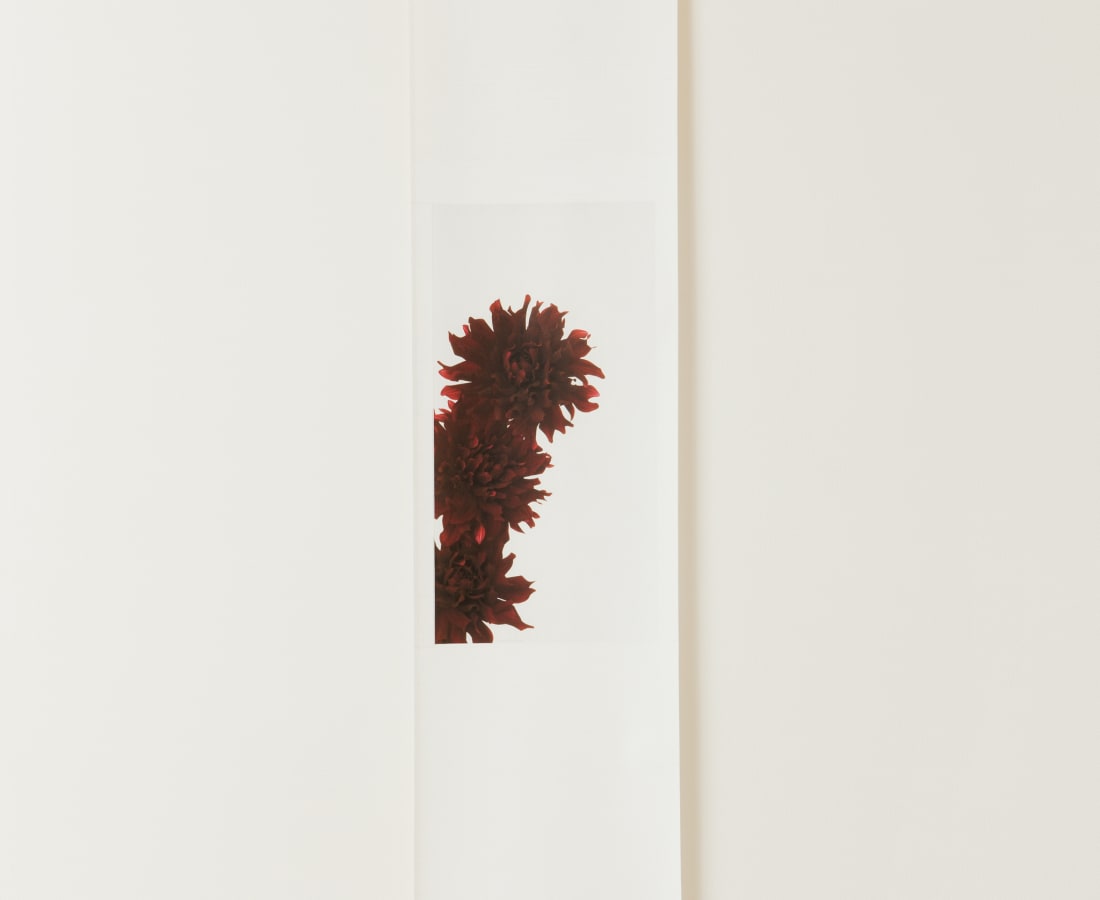 Takashi Tomo-oka, Dahlia, 2010