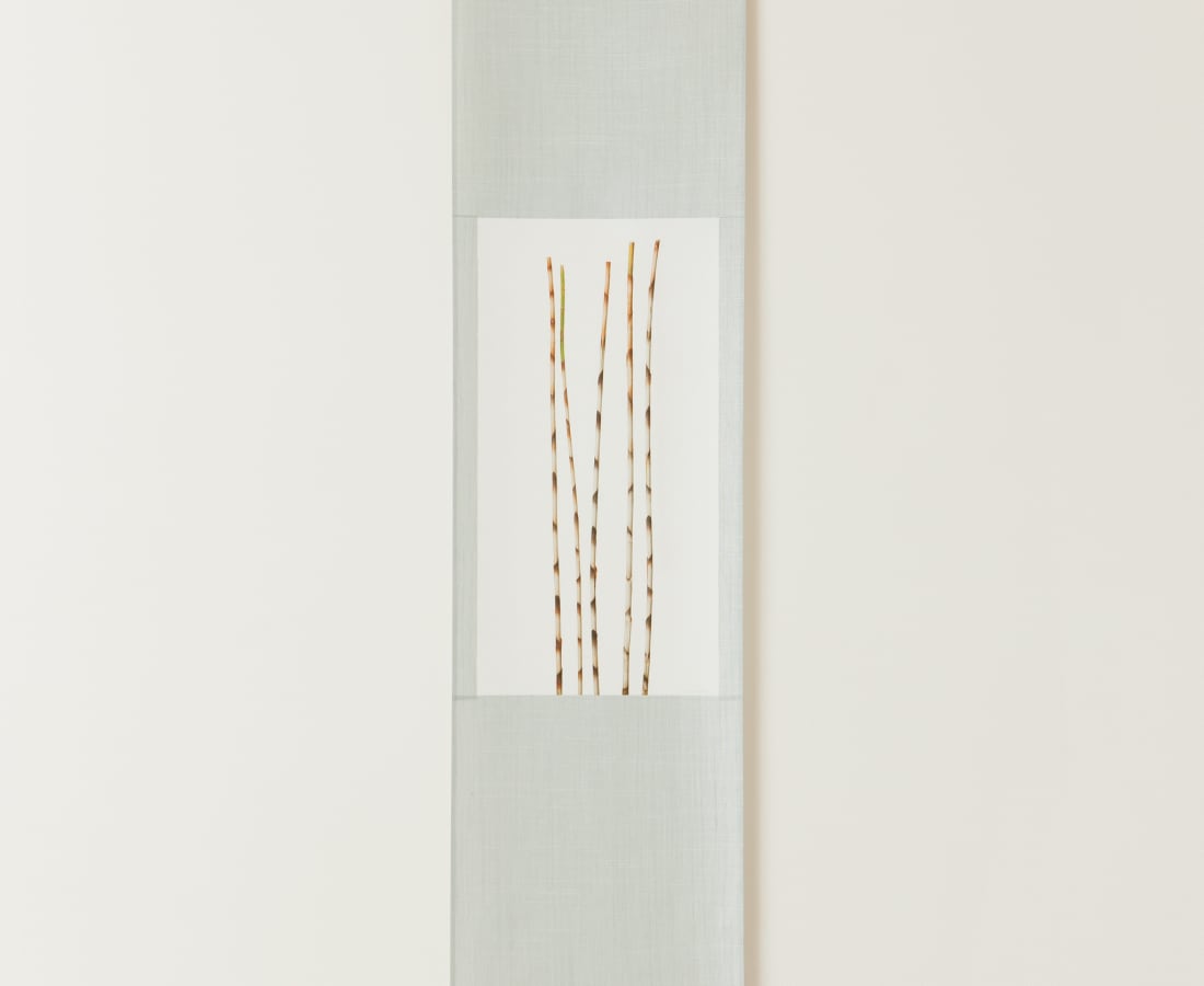 Takashi Tomo-oka, Bamboo Ginger, 2010
