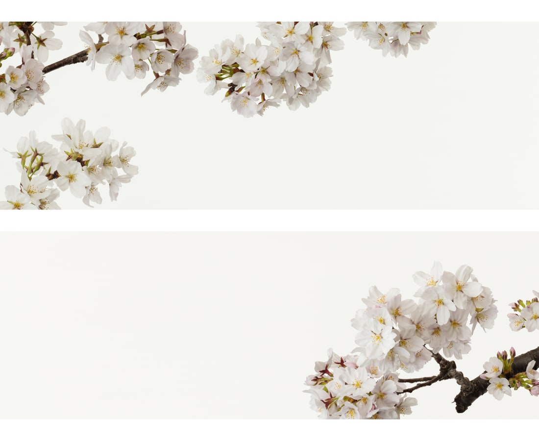 Takashi Tomo-oka, Cherry Blossom 7, Sakura, 2019