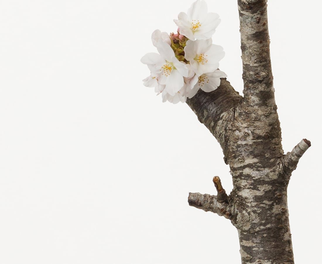 Takashi Tomo-oka, Cherry Blossom 2, Sakura, 2016