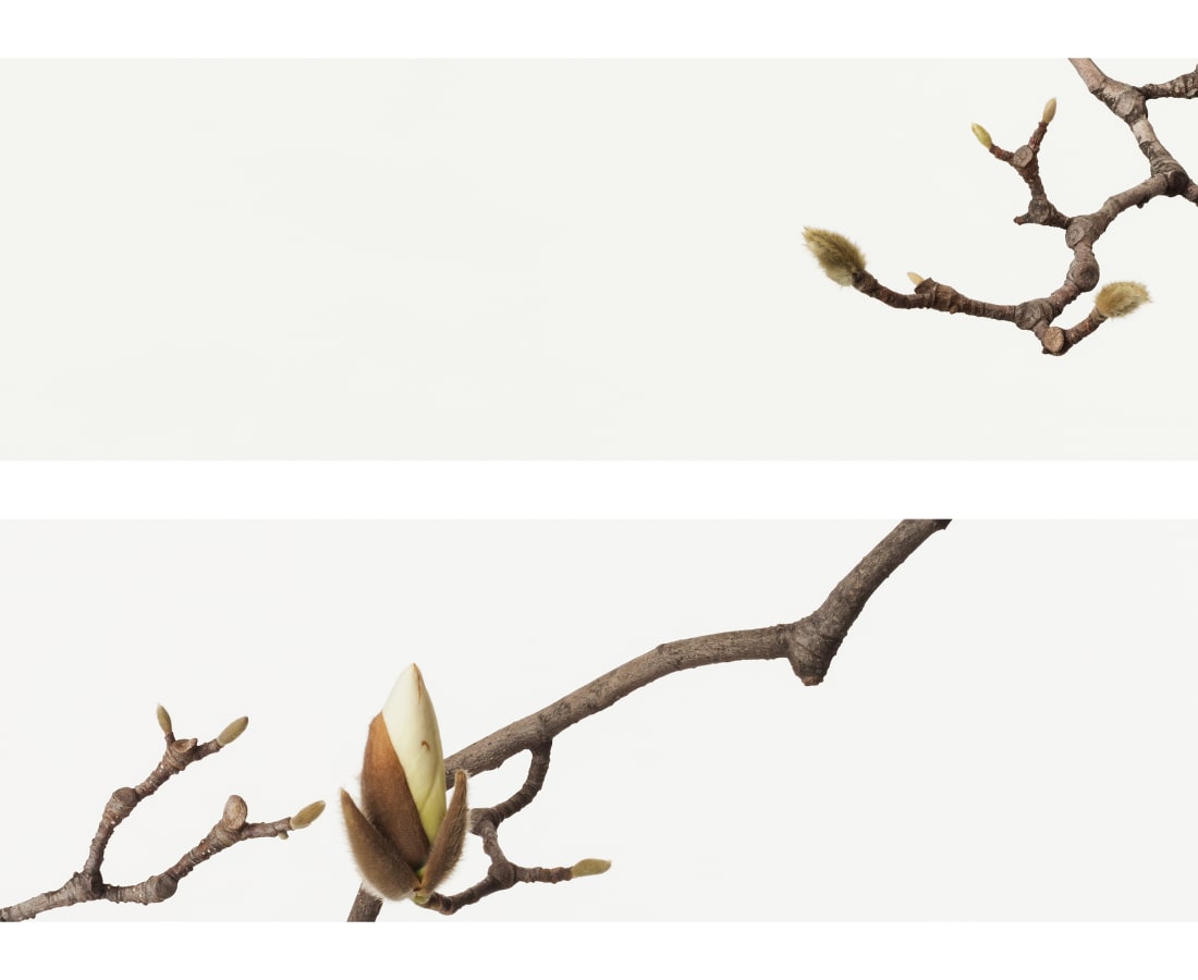 Takashi Tomo-oka, White Magnolia 4, Shiromokuren, 2016