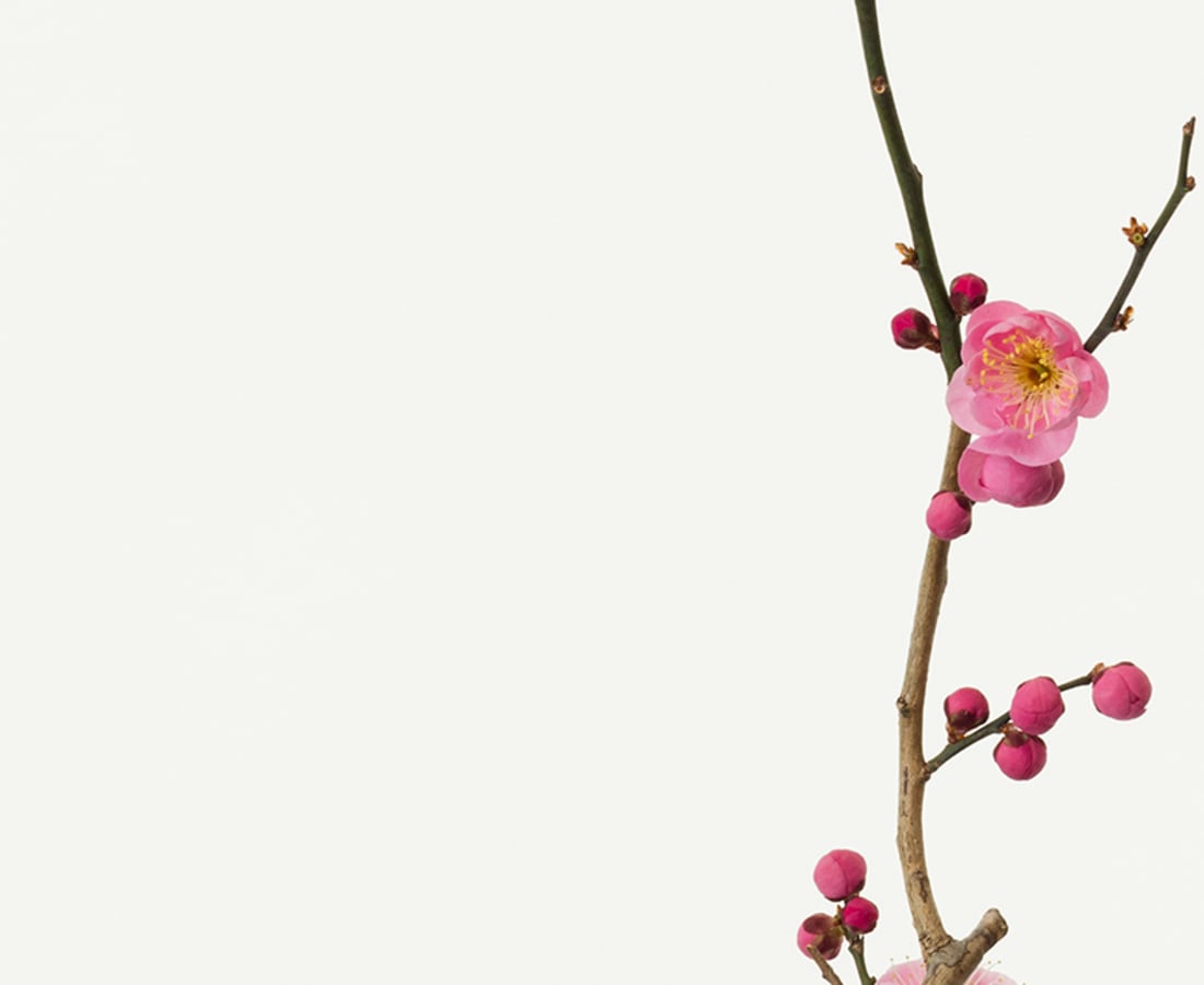 Takashi Tomo-oka, Plum Blossom 4, Kobai, 2018