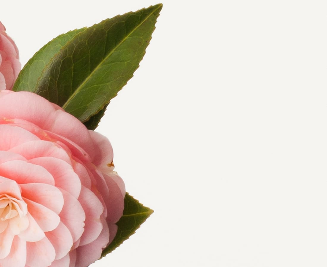 Takashi Tomo-oka, Camellia 5, Tsubaki, 2016