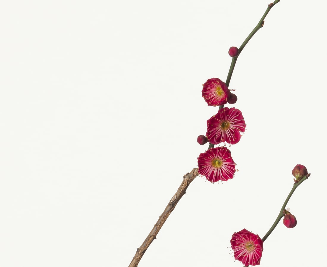 Takashi Tomo-oka, Plum Blossom 1, Kobai, 2013