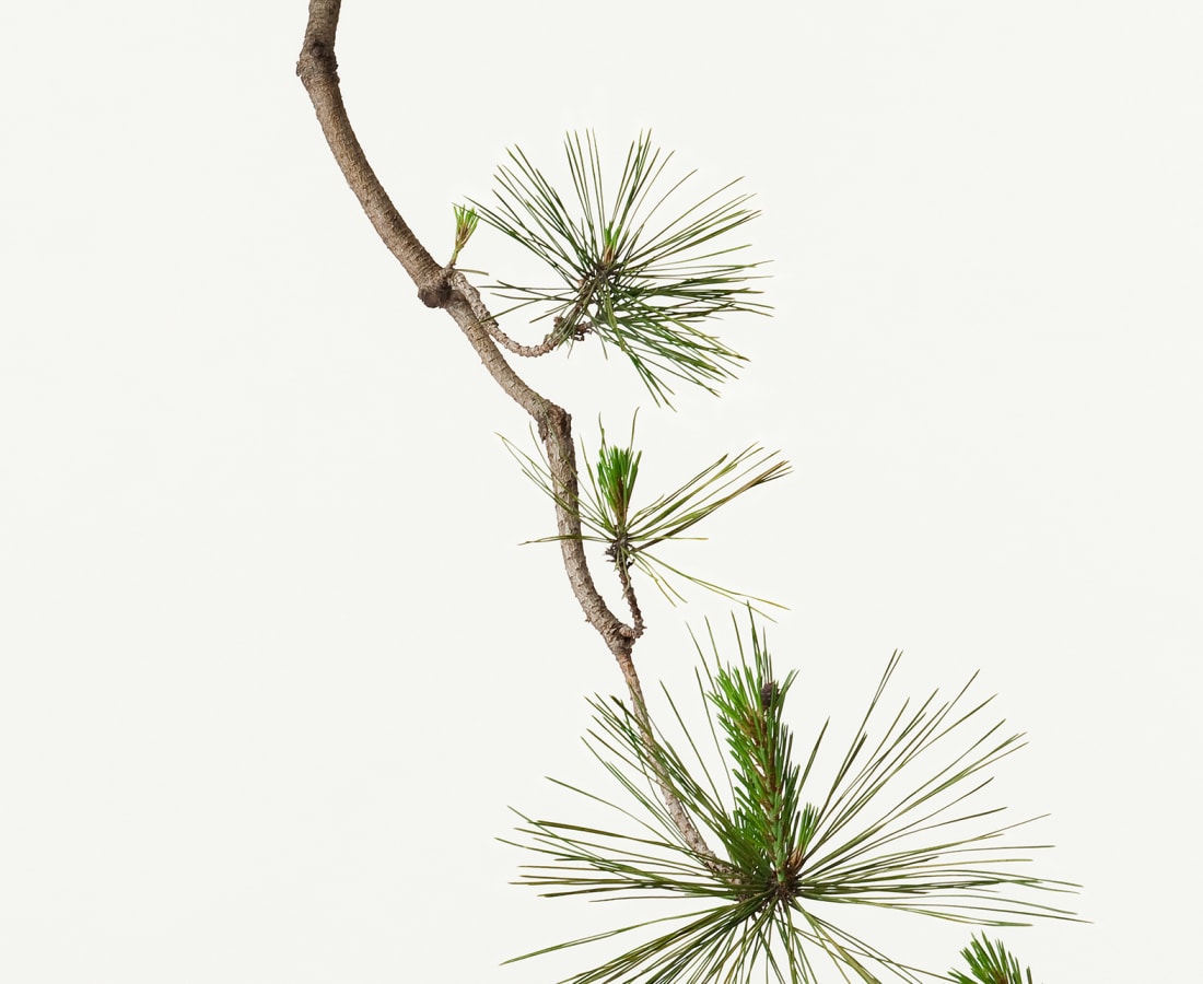 Takashi Tomo-oka, Pine, Matsu, 2013